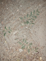 Tribulus terrestris