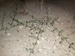 Fagonia