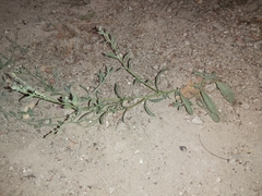 Heliotropium bacciferum