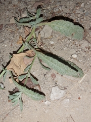 Heliotropium bacciferum