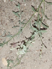 Heliotropium bacciferum