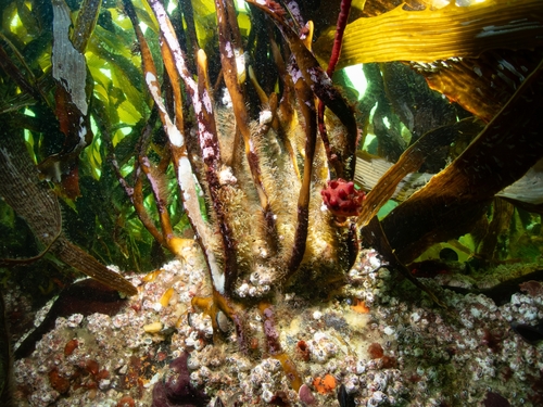 Lessonia corrugata, 2025-09-13