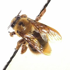 Xylocopa tranquebarica