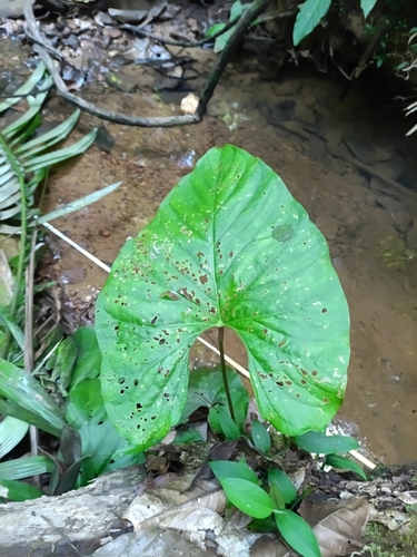 Anthurium sagittatum, photograph 4