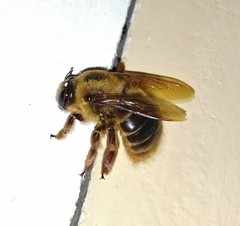 Xylocopa tranquebarica