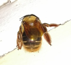 Xylocopa tranquebarica