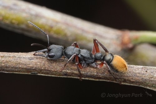 Toothed Bull Ant photo 3