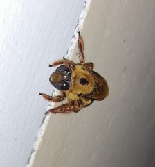 Xylocopa tranquebarica