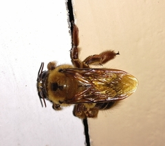 Xylocopa tranquebarica