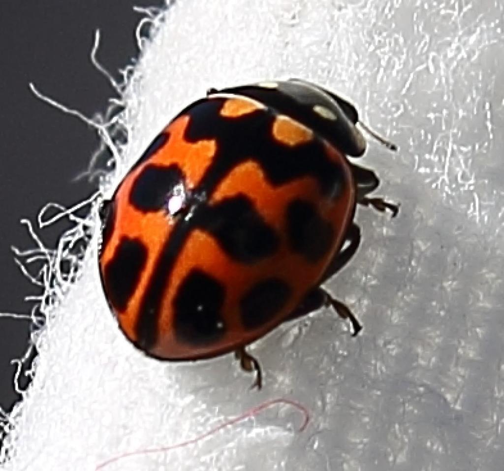 Lioadalia