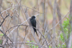 Psalidoprocne pristoptera