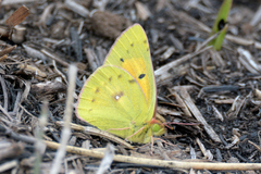 Colias electo electo