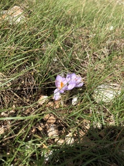 Crocus longiflorus