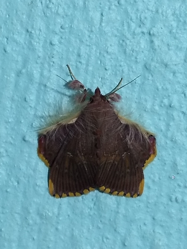 Walker's Moth