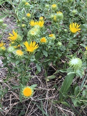 Grindelia squarrosa squarrosa