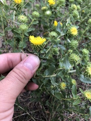 Grindelia squarrosa squarrosa