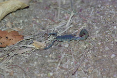 Uroplectes olivaceus