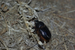 Temnorhynchus