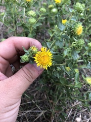 Grindelia squarrosa squarrosa