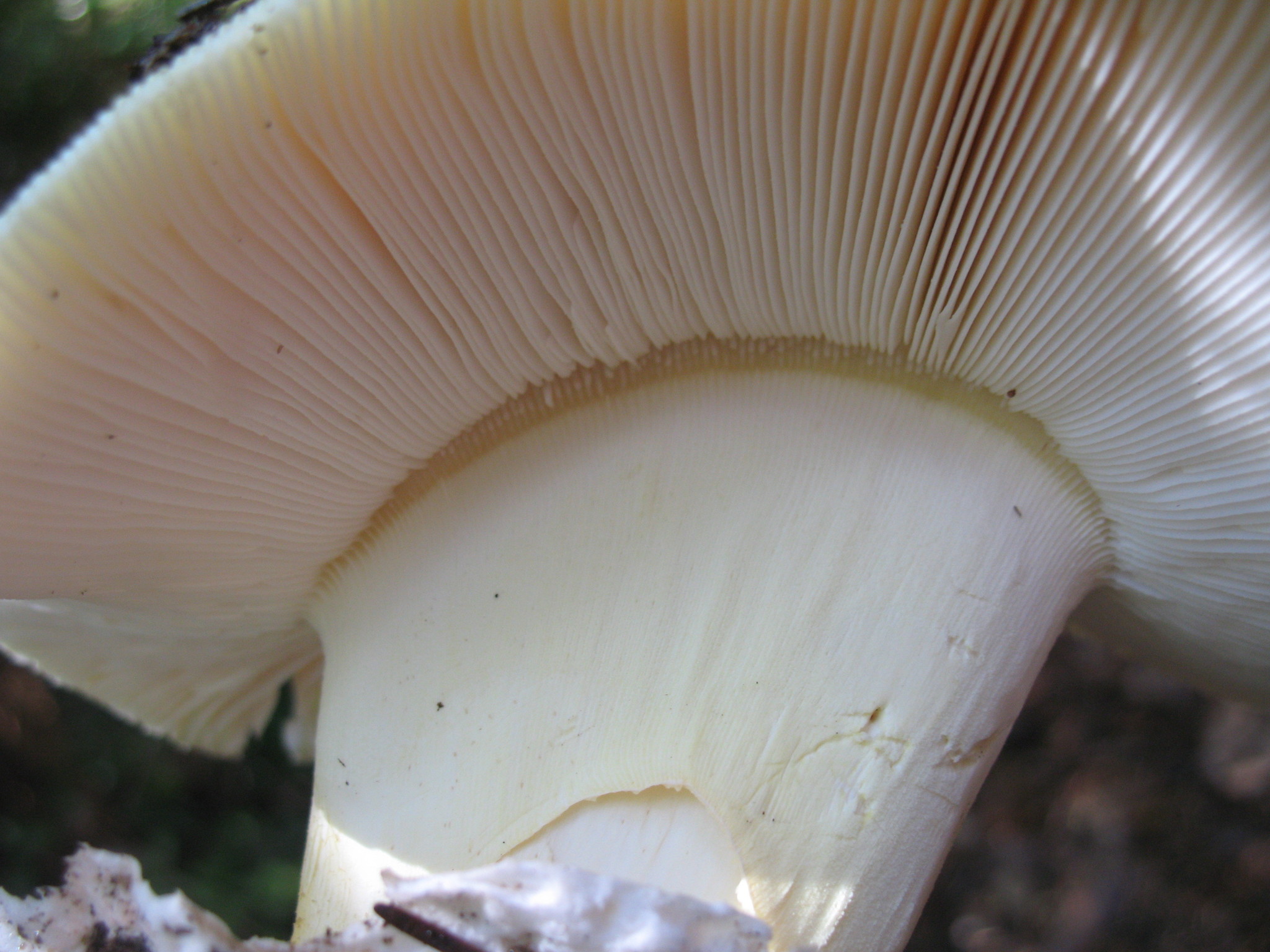 Amanita calyptroderma image