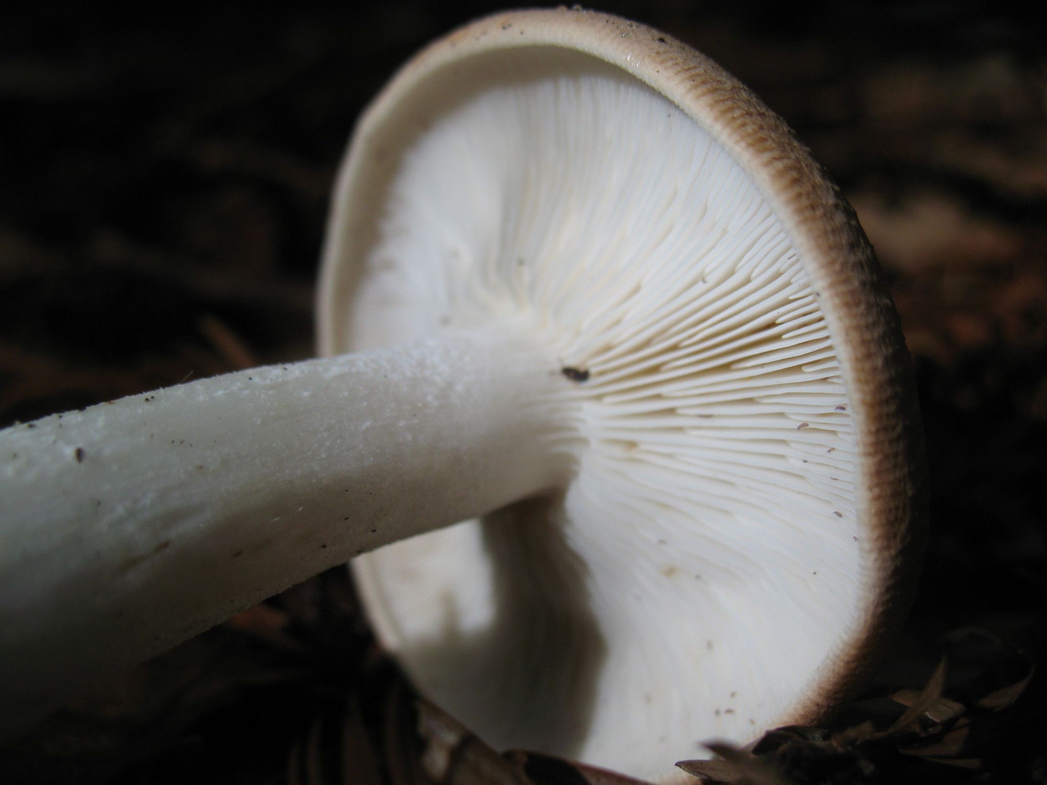 Leucopaxillus gentianeus image