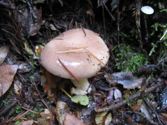 Lactarius uvidus