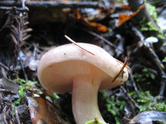 Lactarius uvidus