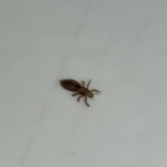 Pediculus humanus capitis