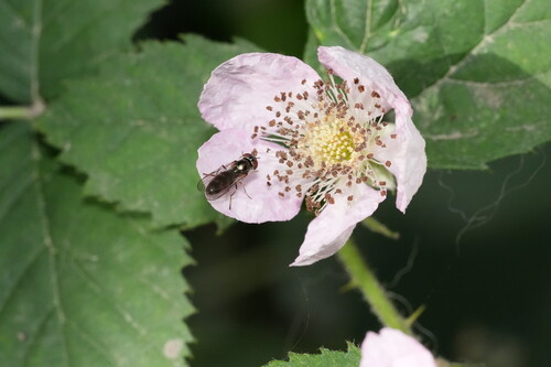 Unknown species found near Meadowdale, WA, USA
