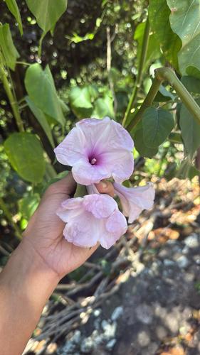 Ipomoea carnea observed 2025-09-13