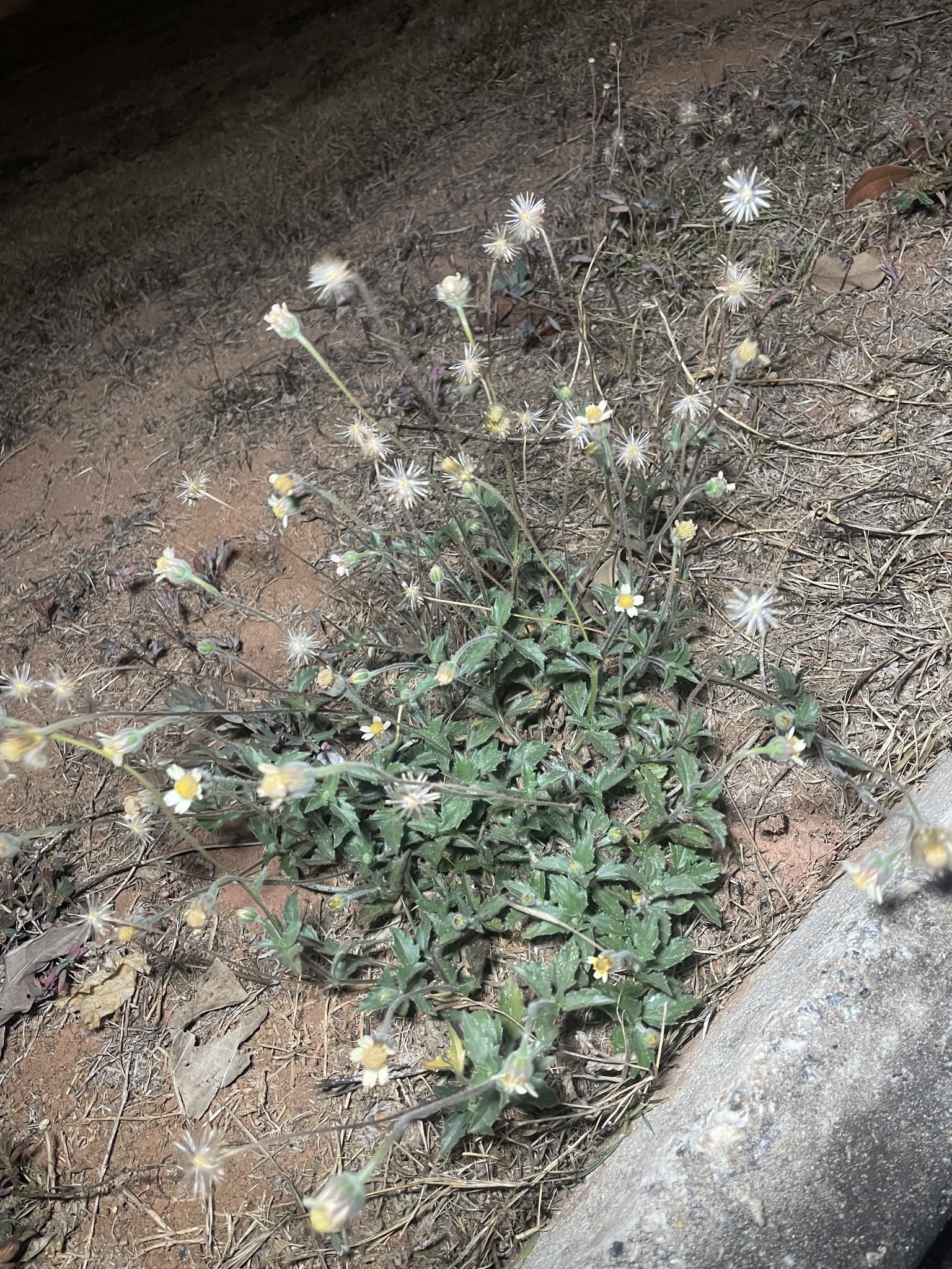 Tridax procumbens