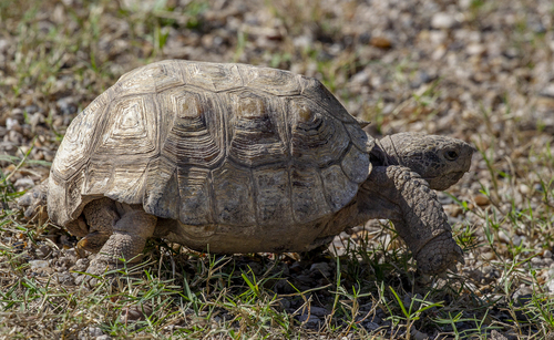 Texas Tortoise, Texas, US, photo 7 of 10