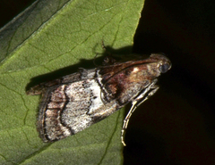 Pococera maritimalis