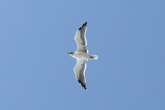 Larus michahellis atlantis