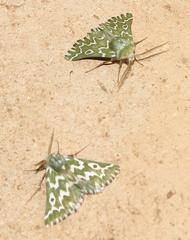 Drepanogynis bifasciata