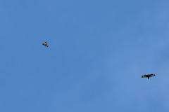 Buteo buteo rothschildi
