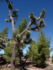 Yucca brevifolia