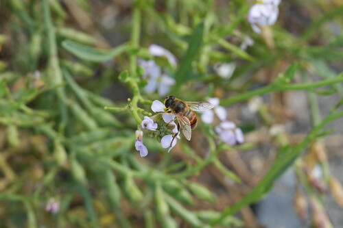 Unknown species found near Meadowdale, WA, USA