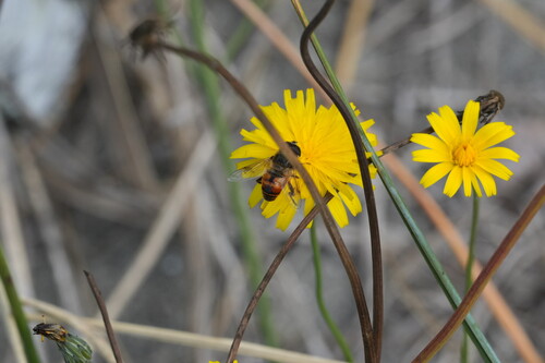 Unknown species found near Meadowdale, WA, USA
