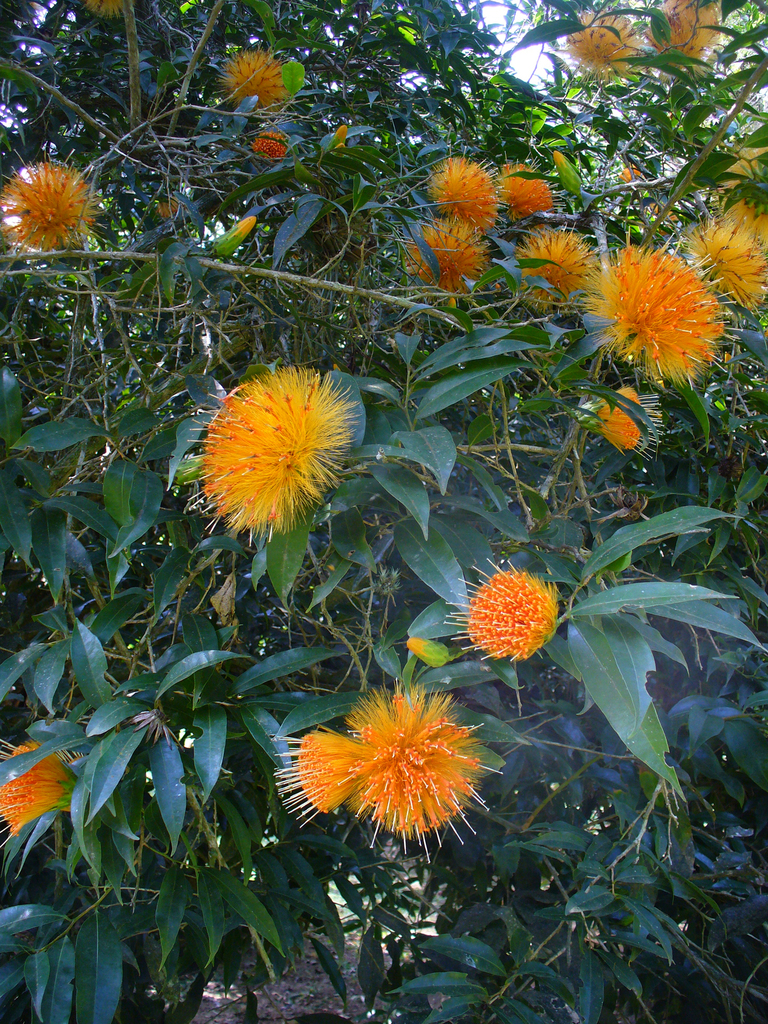 Stifftieae