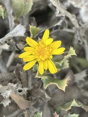 Hazardia berberidis, photograph (c) Eric Alan Isaacson, some rights reserved (CC BY)
