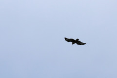 Buteo buteo rothschildi