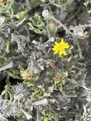 Hazardia berberidis, photograph (c) Eric Alan Isaacson, some rights reserved (CC BY)
