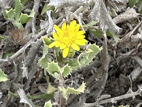 Hazardia berberidis, photograph 5