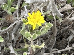 Hazardia berberidis, photograph (c) Eric Alan Isaacson, some rights reserved (CC BY)