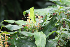 Pieris brassicae azorensis