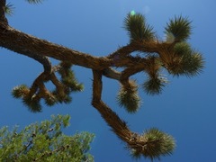 Yucca brevifolia