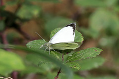Pieris brassicae azorensis