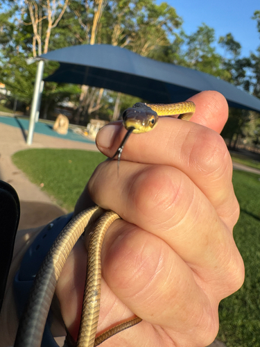 Common Tree Snake sighting