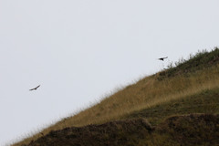 Buteo buteo rothschildi